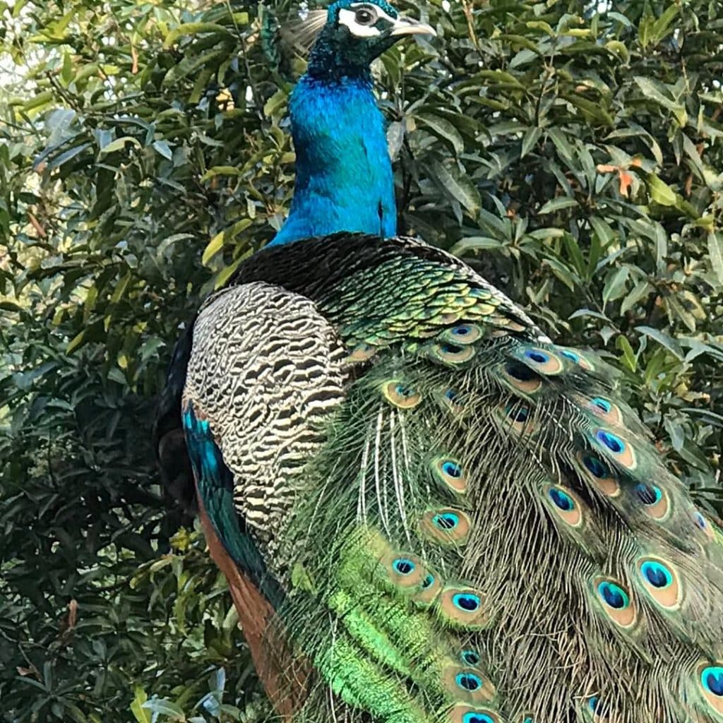 Murugan, the peacock