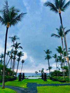 Palmen auf Hawaii palmtrees 